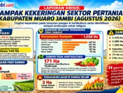 Kekeringan Muaro Jambi Agustus 2026: 3.339 Hektare Lahan Berpotensi Kering, 2.089 Hektare Padi Terdampak