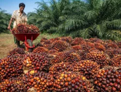 Harga TBS Sawit Jambi Turun Tipis 7–13 Agustus 2026, Kini Rp3.911,53 per Kg