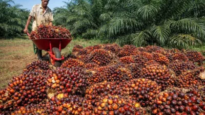 Petani kelapa sawit di Provinsi Jambi mulai merasakan penurunan harga pada awal Agustus 2026. Harga Tandan Buah Segar (TBS) kelapa sawit kembali mengalami koreksi tipis.