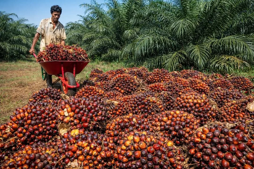 Petani kelapa sawit di Provinsi Jambi mulai merasakan penurunan harga pada awal Agustus 2026. Harga Tandan Buah Segar (TBS) kelapa sawit kembali mengalami koreksi tipis.