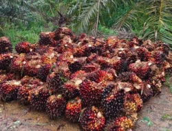 Harga TBS Sawit Jambi Turun Rp32,15 per Kg, Periode 14–20 Agustus 2026 Jadi Rp3.879,38
