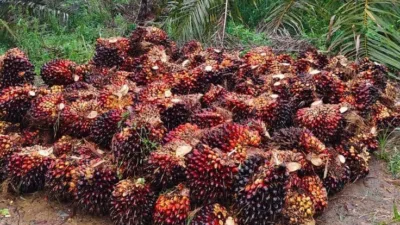 Harga tandan buah segar (TBS) kelapa sawit di Provinsi Jambi kembali mengalami penurunan pada periode 14–20 Agustus 2026