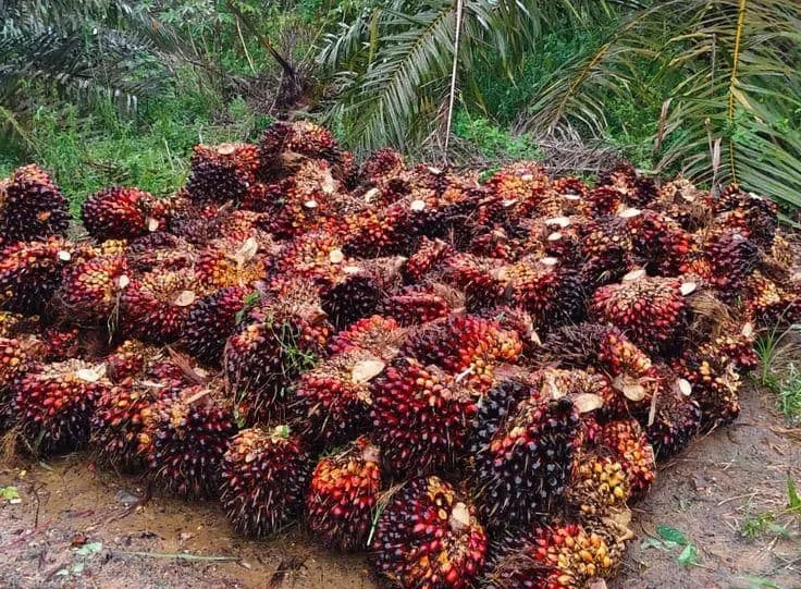 Harga tandan buah segar (TBS) kelapa sawit di Provinsi Jambi kembali mengalami penurunan pada periode 14–20 Agustus 2026