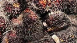 Harga TBS Sawit Jambi Naik, Usia Tanaman 10-20 Tahun Tembus Rp3.929,03 per Kg