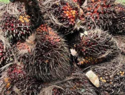 Harga TBS Sawit Jambi Naik, Usia Tanaman 10-20 Tahun Tembus Rp3.929,03 per Kg