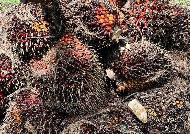 Harga tandan buah segar (TBS) kelapa sawit pekebun mitra plasma di Provinsi Jambi mengalami kenaikan pada periode 24-30 Juli 2026.