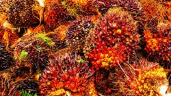 Harga TBS Sawit Jambi Turun Tipis, Jadi Rp3.914,66 per Kg Periode 18–24 September 2026