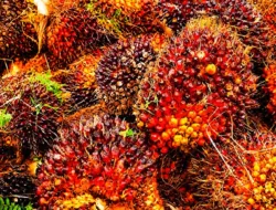 Harga TBS Sawit Jambi Turun Tipis, Jadi Rp3.914,66 per Kg Periode 18–24 September 2026