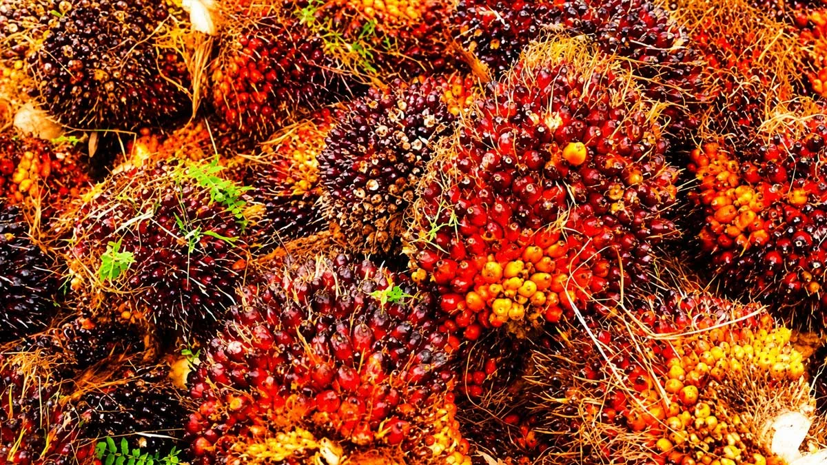Harga Tandan Buah Segar (TBS) kelapa sawit pekebun di Provinsi Jambi mengalami penurunan pada periode 18–24 September 2026.