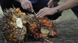 Harga TBS Sawit Jambi Turun, Periode 25 September-1 Oktober 2026 Jadi Rp3.908,44 per Kg