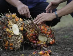 Harga TBS Sawit Jambi Turun, Periode 25 September-1 Oktober 2026 Jadi Rp3.908,44 per Kg