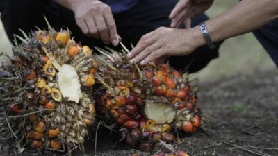 Harga Tandan Buah Segar (TBS) kelapa sawit di Provinsi Jambi kembali mengalami penurunan untuk periode 25 September hingga 1 Oktober 2026.