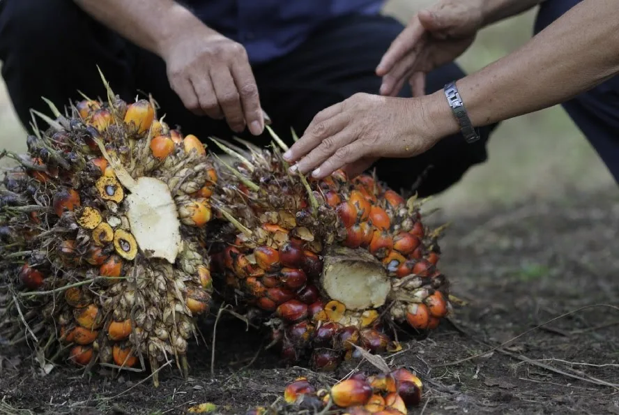 Harga Tandan Buah Segar (TBS) kelapa sawit di Provinsi Jambi kembali mengalami penurunan untuk periode 25 September hingga 1 Oktober 2026.
