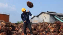 Harga TBS Sawit Jambi Turun Tajam, Periode 2–8 Oktober 2026 Jadi Rp3.758,31 per Kg
