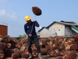 Harga TBS Sawit Jambi Turun Tajam, Periode 2–8 Oktober 2026 Jadi Rp3.758,31 per Kg