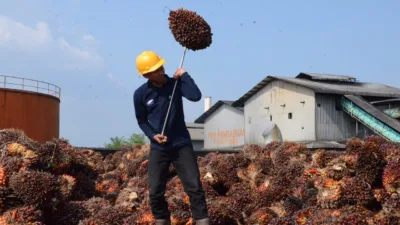 Gambar ilustrasi pekerja pabrik sawit pada saat pembongkaran tbs sawit disalah satu PKS di muaro jambi
