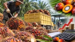 Harga TBS Sawit Jambi Naik Rp45,32 per Kg, Tembus Rp3.679,34 Periode 23–29 Oktober 2026