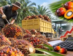 Harga TBS Sawit Jambi Naik Rp45,32 per Kg, Tembus Rp3.679,34 Periode 23–29 Oktober 2026
