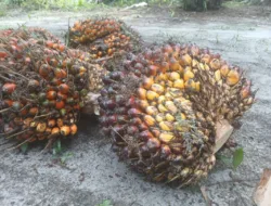 Harga TBS Sawit Jambi Turun Jadi Rp3.621,16 per Kg, Ini Daftar Harga 9–15 Oktober 2026