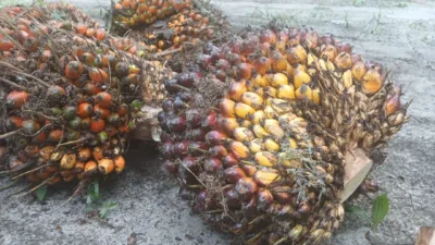 Harga tandan buah segar (TBS) kelapa sawit produksi pekebun di Provinsi Jambi kembali mengalami penurunan.